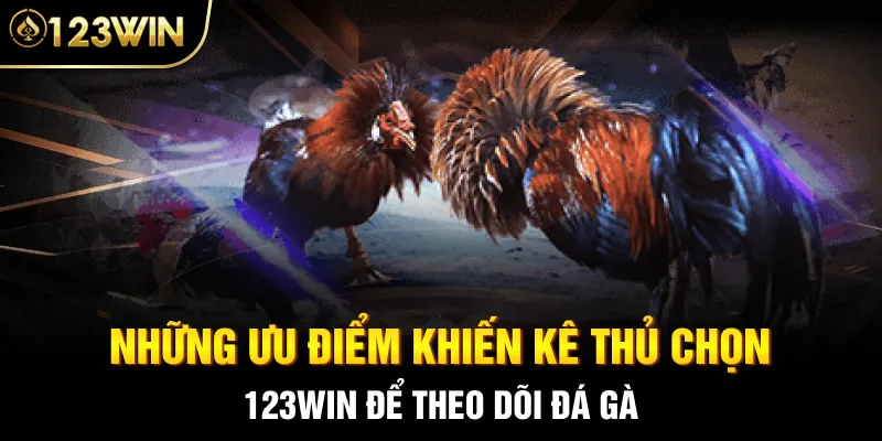 Những ưu điểm khiến kê thủ chọn 123Win để theo dõi đá gà